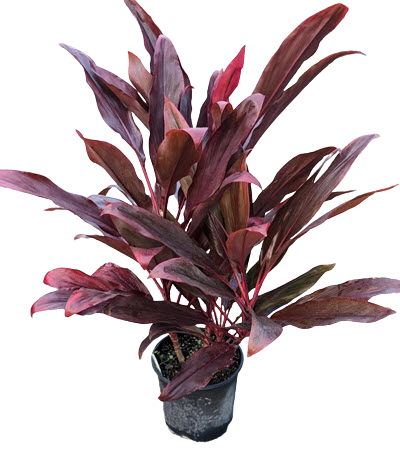 Auntie Lou Cordyline